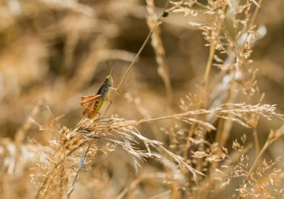 L’agriculture  demain ?  C’est le moment  de se poser les bonnes questions …