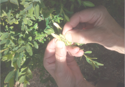 Vente de pesticides aux particuliers : les jardineries plutôt bien notées par l’enquête de l’UFC-Que Choisir de la Sarthe