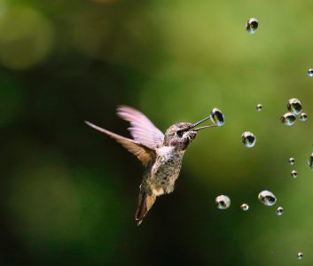 Le peti colibri et la goutte d'eau : chacun fait sa part