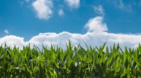 Lettre ouverte au Gouvernement et aux eurodéputé.e.s : Nouveaux OGM, ne sacrifions pas notre agriculture et notre alimentation