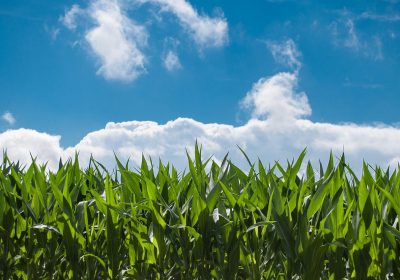 Lettre ouverte au Gouvernement et aux eurodéputé.e.s : Nouveaux OGM, ne sacrifions pas notre agriculture et notre alimentation